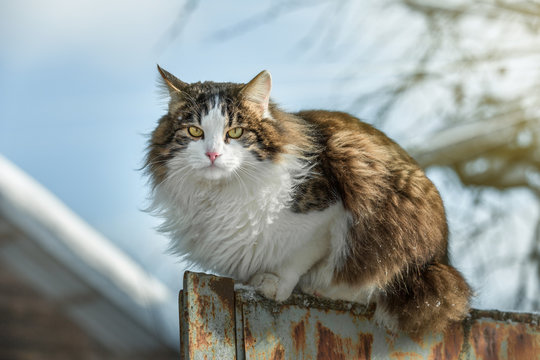 the cat sitting on a fence