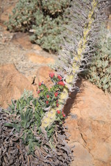 Teneriffa Natur 7