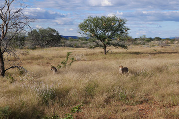 Fototapeta na wymiar Beautiful cheetah. Botswana, Africa.