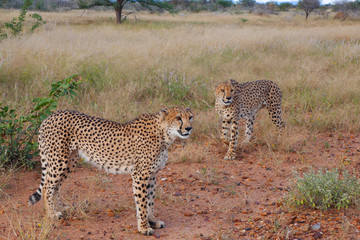 Beautiful cheetah.  Botswana, Africa.