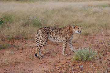 Beautiful cheetah.  Botswana, Africa.