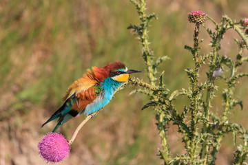 bee-eater