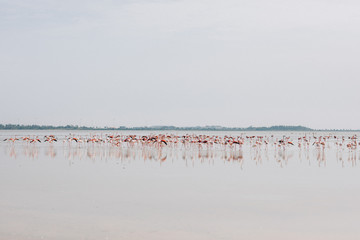 Close view of the flamingos in the ocean
