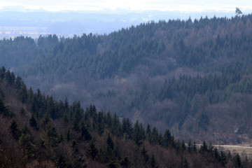 Bavarian needle forest in winter
