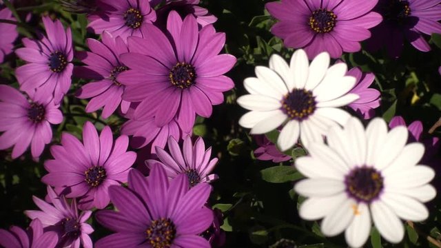 White and violet daisies in slow motion
