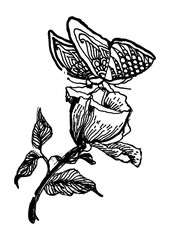 Obraz premium Hand drawn flower and butterfly