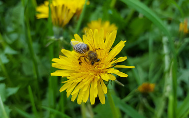 Bee on flower