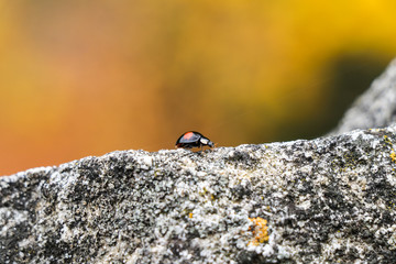 Close up shot of ladybird