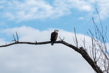 Bald Eagle on a Branch