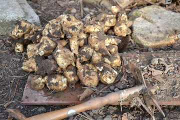 Freshly dug topinambours