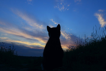 Silhouette of cat at beautiful sunset. Cute cat on the road,sunset background,cat looking. Stray kitten looking at wonderful sunset.World Animal Day, rescue animals concept.
