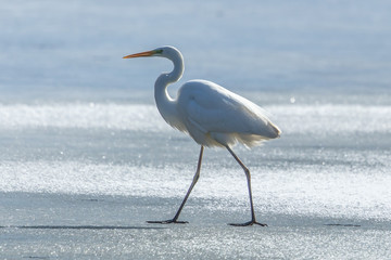 reiher auf dem eis