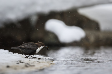 White-throated dipper in snow fall