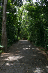 Fototapeta premium Jardim Botânico - Recife