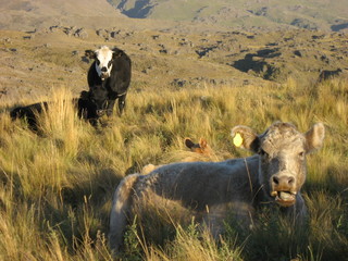 vacas en la montaña