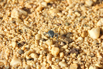 close up shot of bug in desert
