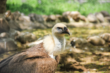 a wild vulture in nature