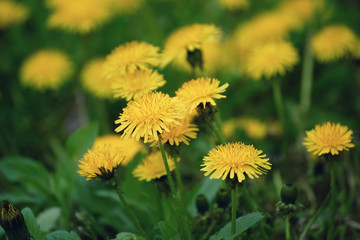 Dandelion yellow flower growing on the green meadow in spring time, natoral seasonal floral background with copy space