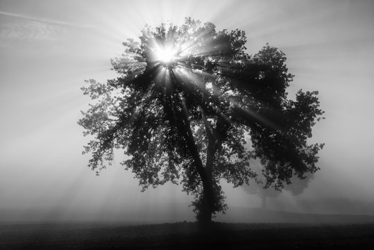 Single olive tree in the beautiful sunny fog at sunrise, natural background with sun rays through the mist