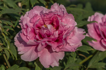 różowy wielki kwiat. zielone liście tło