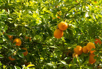 Krzew pomarańczy