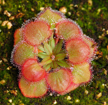 Drosera falconerie Plante Carnivore