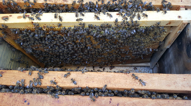 Frames with bee honeycombs inside