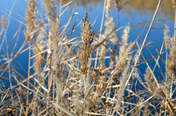 Dry bulrush around the lake. Autumn.