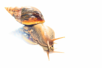 Lissachatina fulica on a white background