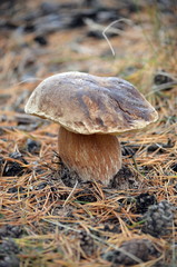 Mushroom boletus among pine needles. Macro.