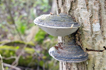 Wooden mushrooms. Closeup.