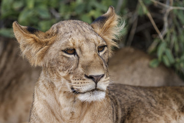 Obraz na płótnie Canvas Lion cub portrait in Samburu National Park in Kenya