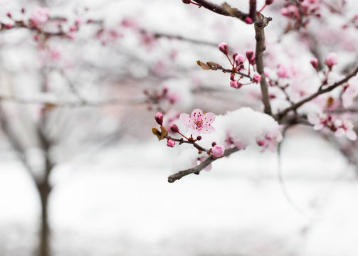 Fruit tree blossom covered with snow