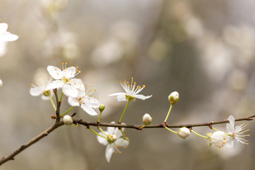 flower white damson details macro