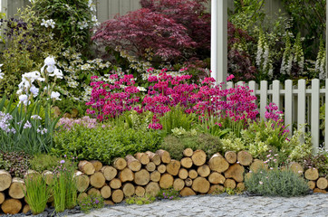 Primrose, flower bed