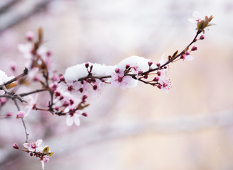 Naklejka premium Fruit tree blossom covered with snow