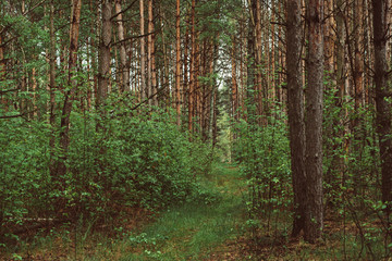 Summer green forest with pine trees, natural outdoor seasonal background.