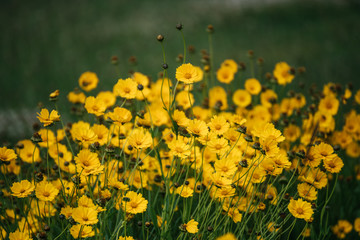 Rudbekia flowers field, blossoming at summer time, floral background