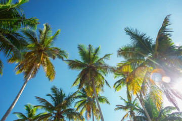 Fototapeta na wymiar tops of high palm trees in sunlight on sky background