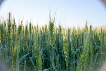 green wheat field and sunny day