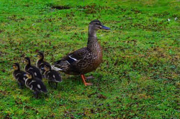 mum and baby ducks