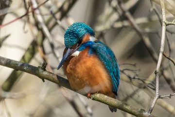 eisvogel