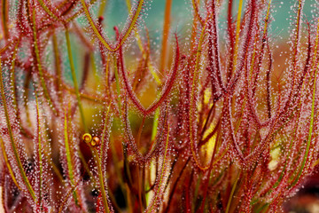Drosera binata Plante Carnivore