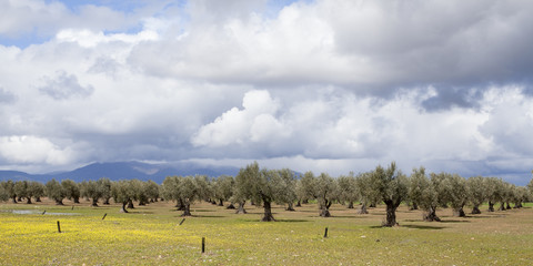 Olivos