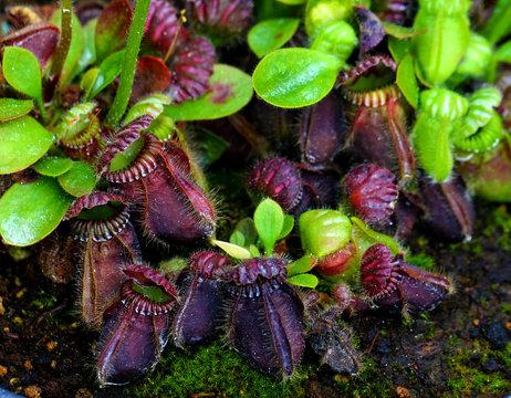 Cephalotus Follicularis Plantes Carnivores
