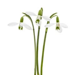 Three flower of snowdrop isolated on white background