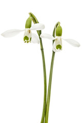 Two flower of snowdrop isolated on white background
