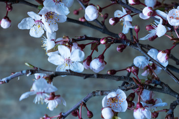 Close up view of fresh spring tree branches blooming with pink and white flowers against old rustic wooden background. Floral or Hello spring background