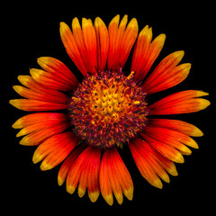 Flower of gaillardia, isolated on black background