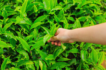 picking tea, female hand plucks the green petals of tea
